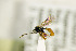  ( - BC ZSM HYM 21319)  @13 [ ] CreativeCommons - Attribution Non-Commercial Share-Alike (2019) SNSB, Staatliche Naturwissenschaftliche Sammlungen Bayerns ZSM (SNSB, Zoologische Staatssammlung Muenchen)