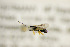  ( - BC ZSM HYM 21321)  @12 [ ] CreativeCommons - Attribution Non-Commercial Share-Alike (2019) SNSB, Staatliche Naturwissenschaftliche Sammlungen Bayerns ZSM (SNSB, Zoologische Staatssammlung Muenchen)
