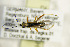  ( - BC ZSM HYM 21322)  @12 [ ] CreativeCommons - Attribution Non-Commercial Share-Alike (2019) SNSB, Staatliche Naturwissenschaftliche Sammlungen Bayerns ZSM (SNSB, Zoologische Staatssammlung Muenchen)