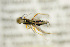  ( - BC ZSM HYM 21323)  @12 [ ] CreativeCommons - Attribution Non-Commercial Share-Alike (2019) SNSB, Staatliche Naturwissenschaftliche Sammlungen Bayerns ZSM (SNSB, Zoologische Staatssammlung Muenchen)