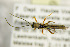  ( - BC ZSM HYM 21329)  @11 [ ] CreativeCommons - Attribution Non-Commercial Share-Alike (2019) SNSB, Staatliche Naturwissenschaftliche Sammlungen Bayerns ZSM (SNSB, Zoologische Staatssammlung Muenchen)