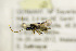  ( - BC ZSM HYM 21346)  @12 [ ] CreativeCommons - Attribution Non-Commercial Share-Alike (2019) SNSB, Staatliche Naturwissenschaftliche Sammlungen Bayerns ZSM (SNSB, Zoologische Staatssammlung Muenchen)