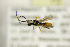  ( - BC ZSM HYM 21352)  @13 [ ] CreativeCommons - Attribution Non-Commercial Share-Alike (2019) SNSB, Staatliche Naturwissenschaftliche Sammlungen Bayerns ZSM (SNSB, Zoologische Staatssammlung Muenchen)