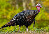  (Galliformes - FJ808638)  @16 [ ] No Rights Reserved (2013) Wikimedia Commons:Dimus Unspecified