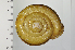  (Euhadra latispira - SDNCU-A1212)  @14 [ ] Copyright (2014) Unspecified Specimen depository of the Graduate School of Natural Sciences, Nagoya City University