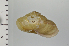 ( - SDNCU-A1079)  @14 [ ] Copyright (2014) Unspecified Specimen depository of the Graduate School of Natural Sciences, Nagoya City University