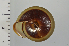  ( - SDNCU-A1170)  @14 [ ] Copyright (2014) Unspecified Specimen depository of the Graduate School of Natural Sciences, Nagoya City University