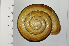  (Euhadra senckenbergiana - SDNCU-A1369)  @14 [ ] Copyright (2014) Unspecified Specimen depository of the Graduate School of Natural Sciences, Nagoya City University