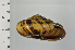  (Euhadra brandtii - SDNCU-A1117)  @14 [ ] Copyright (2014) Unspecified Specimen depository of the Graduate School of Natural Sciences, Nagoya City University