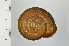  ( - SDNCU-A1271)  @14 [ ] Copyright (2014) Unspecified Specimen depository of the Graduate School of Natural Sciences, Nagoya City University