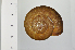  ( - SDNCU-A1272)  @14 [ ] Copyright (2014) Unspecified Specimen depository of the Graduate School of Natural Sciences, Nagoya City University