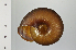  ( - SDNCU-A1271)  @14 [ ] Copyright (2014) Unspecified Specimen depository of the Graduate School of Natural Sciences, Nagoya City University