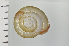  (Euhadra amaliae - SDNCU-A1091)  @14 [ ] Copyright (2014) Unspecified Specimen depository of the Graduate School of Natural Sciences, Nagoya City University
