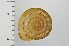  ( - SDNCU-A1162)  @14 [ ] Copyright (2014) Unspecified Specimen depository of the Graduate School of Natural Sciences, Nagoya City University