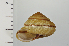  ( - SDNCU-A1161)  @14 [ ] Copyright (2014) Unspecified Specimen depository of the Graduate School of Natural Sciences, Nagoya City University