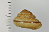  ( - SDNCU-A1161)  @14 [ ] Copyright (2014) Unspecified Specimen depository of the Graduate School of Natural Sciences, Nagoya City University