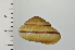  ( - SDNCU-A1162)  @14 [ ] Copyright (2014) Unspecified Specimen depository of the Graduate School of Natural Sciences, Nagoya City University