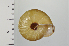  ( - SDNCU-A1162)  @14 [ ] Copyright (2014) Unspecified Specimen depository of the Graduate School of Natural Sciences, Nagoya City University