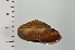  ( - SDNCU-A1382)  @14 [ ] Copyright (2014) Unspecified Specimen depository of the Graduate School of Natural Sciences, Nagoya City University