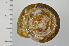  (Euhadra grata - SDNCU-A1209)  @14 [ ] Copyright (2014) Unspecified Specimen depository of the Graduate School of Natural Sciences, Nagoya City University