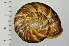  (Euhadra brandtii - SDNCU-A1122)  @14 [ ] Copyright (2014) Unspecified Specimen depository of the Graduate School of Natural Sciences, Nagoya City University