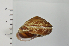  ( - SDNCU-A1163)  @14 [ ] Copyright (2014) Unspecified Specimen depository of the Graduate School of Natural Sciences, Nagoya City University