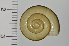  ( - SDNCU-A1387)  @14 [ ] Copyright (2014) Unspecified Specimen depository of the Graduate School of Natural Sciences, Nagoya City University