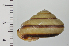  ( - SDNCU-A1078)  @14 [ ] Copyright (2014) Unspecified Specimen depository of the Graduate School of Natural Sciences, Nagoya City University