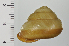  (Euhadra dixoni - SDNCU-A1187)  @14 [ ] Copyright (2014) Unspecified Specimen depository of the Graduate School of Natural Sciences, Nagoya City University