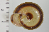  ( - SDNCU-A1078)  @14 [ ] Copyright (2014) Unspecified Specimen depository of the Graduate School of Natural Sciences, Nagoya City University