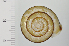  (Euhadra sadoensis - SDNCU-A1268)  @14 [ ] Copyright (2014) Unspecified Specimen depository of the Graduate School of Natural Sciences, Nagoya City University