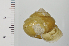  (Euhadra okicola - SDNCU-A1241)  @14 [ ] Copyright (2014) Unspecified Specimen depository of the Graduate School of Natural Sciences, Nagoya City University