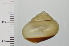  ( - SDNCU-A1173)  @14 [ ] Copyright (2014) Unspecified Specimen depository of the Graduate School of Natural Sciences, Nagoya City University