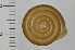  (Satsuma ferruginea - SDNCU-A1468)  @14 [ ] Copyright (2014) Unspecified Specimen depository of the Graduate School of Natural Sciences, Nagoya City University