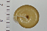  (Satsuma textilis - SDNCU-A1553)  @14 [ ] Copyright (2014) Unspecified Specimen depository of the Graduate School of Natural Sciences, Nagoya City University