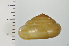  ( - SDNCU-A1518)  @13 [ ] Copyright (2014) Unspecified Specimen depository of the Graduate School of Natural Sciences, Nagoya City University