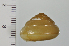  (Satsuma moellendorffiana - SDNCU-A1517)  @14 [ ] Copyright (2014) Unspecified Specimen depository of the Graduate School of Natural Sciences, Nagoya City University