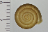 (Satsuma lepidophora - SDNCU-A1503)  @14 [ ] Copyright (2014) Unspecified Specimen depository of the Graduate School of Natural Sciences, Nagoya City University