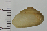  ( - SDNCU-A1504)  @13 [ ] Copyright (2014) Unspecified Specimen depository of the Graduate School of Natural Sciences, Nagoya City University