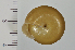  (Satsuma japonica - SDNCU-A1493)  @14 [ ] Copyright (2014) Unspecified Specimen depository of the Graduate School of Natural Sciences, Nagoya City University