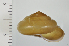  ( - SDNCU-A1520)  @13 [ ] Copyright (2014) Unspecified Specimen depository of the Graduate School of Natural Sciences, Nagoya City University