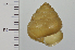  (Satsuma pagodula - SDNCU-A1539)  @13 [ ] Copyright (2014) Unspecified Specimen depository of the Graduate School of Natural Sciences, Nagoya City University