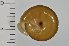  (Satsuma selasia - SDNCU-A1548)  @14 [ ] Copyright (2014) Unspecified Specimen depository of the Graduate School of Natural Sciences, Nagoya City University