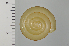  (Satsuma myomphala - SDNCU-A1522)  @14 [ ] Copyright (2014) Unspecified Specimen depository of the Graduate School of Natural Sciences, Nagoya City University