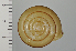  ( - SDNCU-A1528)  @14 [ ] Copyright (2014) Unspecified Specimen depository of the Graduate School of Natural Sciences, Nagoya City University