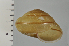  ( - SDNCU-A1523)  @14 [ ] Copyright (2014) Unspecified Specimen depository of the Graduate School of Natural Sciences, Nagoya City University