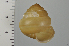  (Satsuma papilliformis - SDNCU-A1542)  @14 [ ] Copyright (2014) Unspecified Specimen depository of the Graduate School of Natural Sciences, Nagoya City University