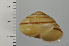  ( - SDNCU-A1528)  @14 [ ] Copyright (2014) Unspecified Specimen depository of the Graduate School of Natural Sciences, Nagoya City University