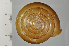  ( - SDNCU-A1531)  @14 [ ] Copyright (2014) Unspecified Specimen depository of the Graduate School of Natural Sciences, Nagoya City University
