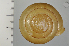  ( - SDNCU-A1532)  @14 [ ] Copyright (2014) Unspecified Specimen depository of the Graduate School of Natural Sciences, Nagoya City University